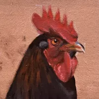 Portrait of a rooster